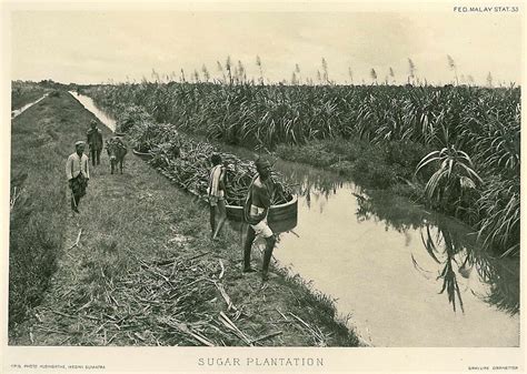 Where sugar comes from: a journey through its history and production