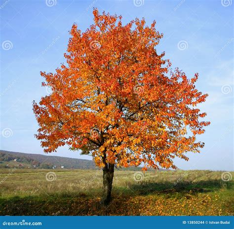 Wild Cherry tree stock photo. Image of field, wild, leaves - 13850244