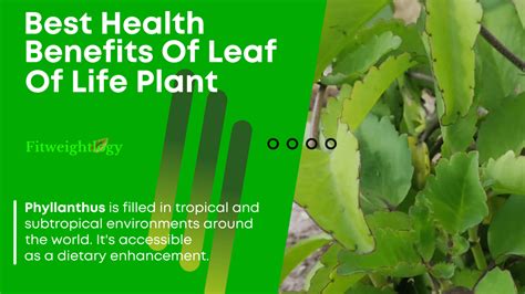 47 Best Health Benefits Of Leaf Of Life Plant - What Is Not mentioned