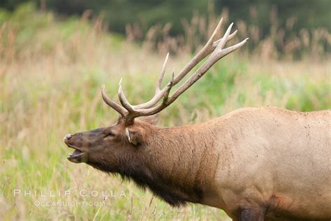 Roosevelt elk, adult bull male with large antlers, Cervus canadensis ...