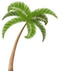 Palm PNG Clip Art Transparent Image | Gallery Yopriceville - High-Quality Free Images and ...