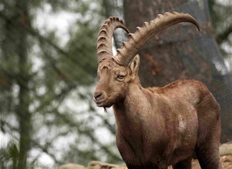 The Pyrenean Ibex Profile