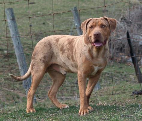 The Catahoula Bulldog - Meet The Breed