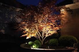 Image result for tree uplighting | Dwarf trees, Tree uplighting, Plants