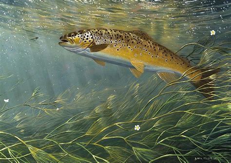 Chalk Stream Trout | Global FlyFisher