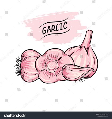 Garlic Vector Outline Illustration Vegetable Food Stock Vector (Royalty ...