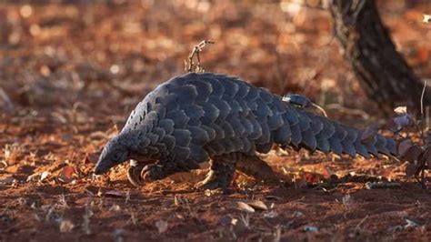 [ZA] - World Pangolin Day: African conservationist sounds alarm over ...