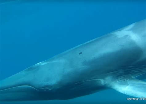 Scientists capture the first-ever video of the rare Omura’s whale. (VIDEO)