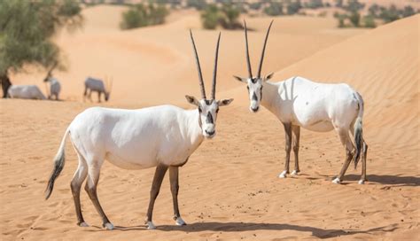 Abu Dhabi is now home to the largest herd of Arabian Oryx in the world ...