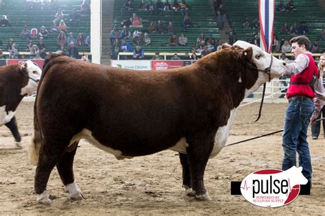 National Western Stock Show | Open Polled Hereford Bulls | The Pulse