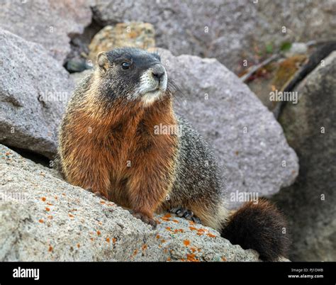 Yellow-bellied marmot (Marmota flaviventris) in rocky habitat ...