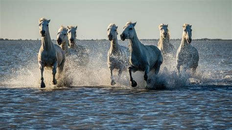 Download "Majestic White Horses Galloping Through Sea Water" Wallpaper ...