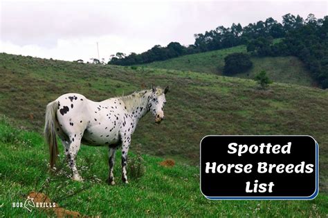 10 Spotted Horse Breeds and Their Amazing Coat Patterns