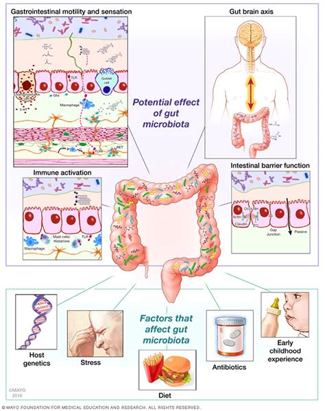 How your Gut Microbiome can cause Obesity, Heart Disease