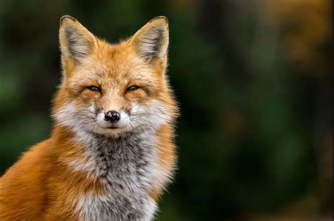 Experience Appalachian Wildlife Up Close at the WNC Nature Center