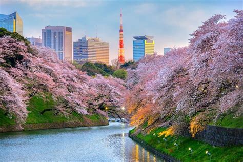 Festival Musim Semi dan Cuaca di Tokyo yang Sebaiknya Kamu Ketahui ...