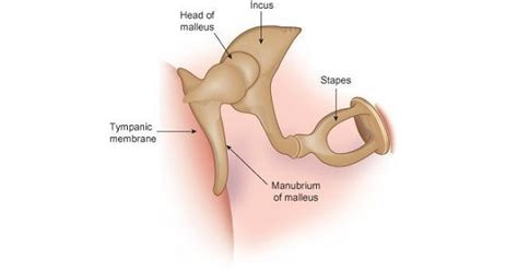 Auditory Ossicles - www.medicoapps.org