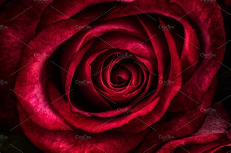 kissed by a rose | High-Quality Nature Stock Photos ~ Creative Market