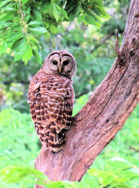 Free stock photo of barred owl, bird of prey, missouri