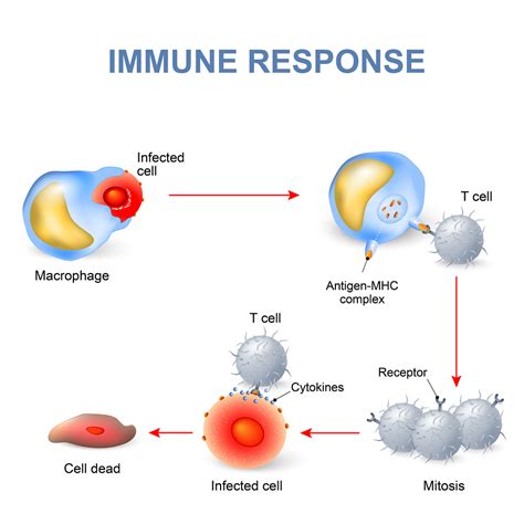 Immune Response - Your body's first line of defense.