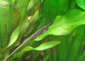 Twig Catfish - The Care, Feeding, and Breeding of Twig Catfish (Farlowella) - Aquarium Tidings