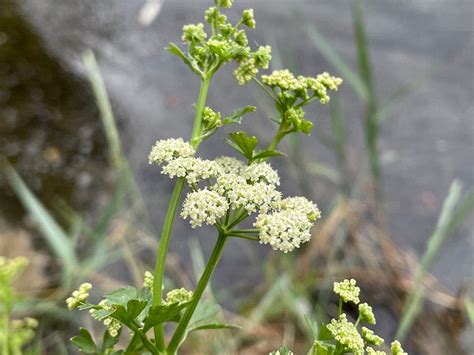 Wild celery identification guide | UK Foraging