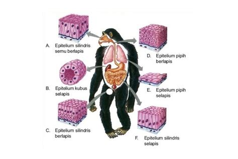 Gambar Jaringan Epitel pada Hewan beserta Fungsi dan Penjelasannya Lengkap – Blog Mamikos