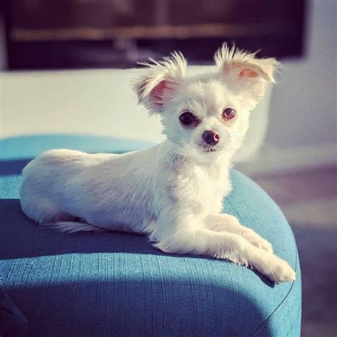 Teacup Maltese: All You Need to Know About This Tiny Pup - K9 Web