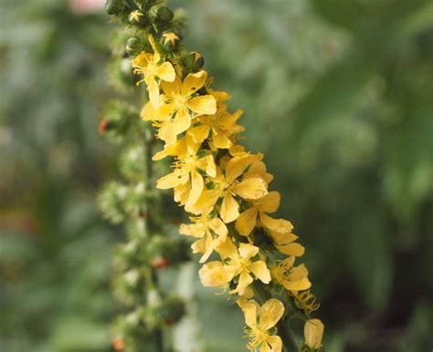 Agrimony is a common wildflower with medicinal properties