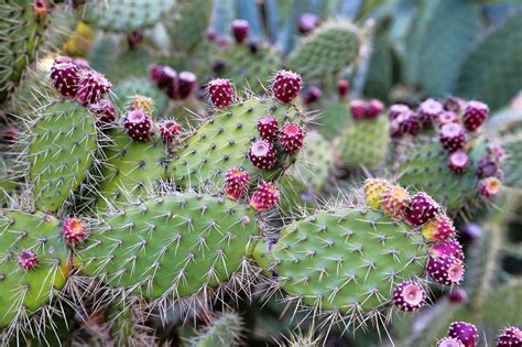 Ouch! How To Get Cactus Needles Out of Your Skin