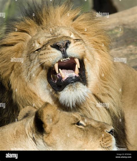 Male lion showing teeth hi-res stock photography and images - Alamy