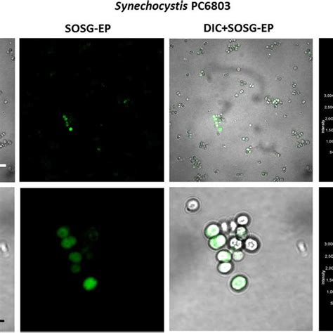 (PDF) Singlet oxygen imaging using fluorescent probe Singlet Oxygen ...