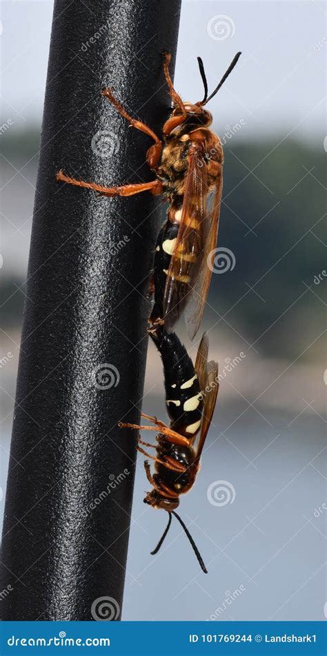 Two Cicada Killer Wasps, Sphecius Speciosus or Cicada Hawk, Mating. Stock Photo - Image of ...