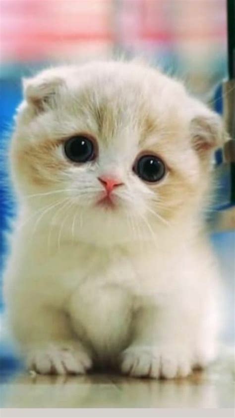 79 Wallpaper Kucing Lucu Hidup Images & Pictures - MyWeb