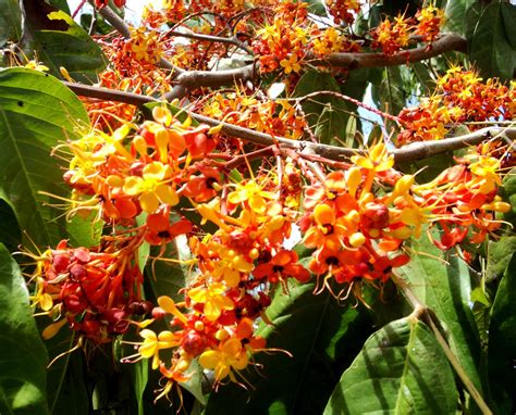 The Biggest Plant Dictionary: Saraca indica