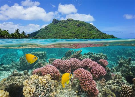 Pacific coral reefs have naturally increased their heat tolerance - Earth.com