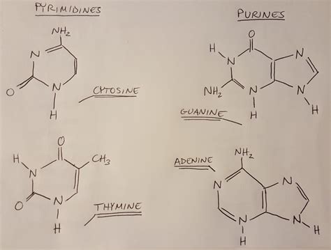 Nitrogenous Bases In Dna