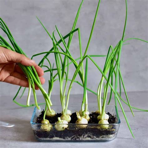 A super simple How-To for growing spring onions at home from food scraps, to re-use numerous ...