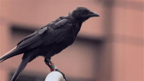 Education | As the Crow Flies | Nature | THIRTEEN - New York Public Media