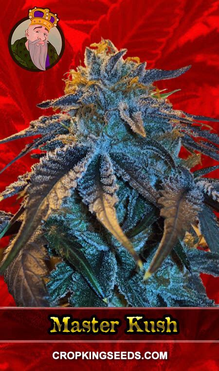 Buy Master Kush Feminized Marijuana Seeds Online | Crop King Seeds