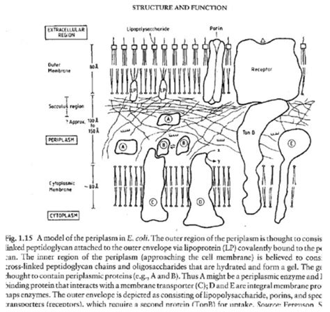 Test 1 - Part II - Structure of the Bacterial Cell: Periplasm ...