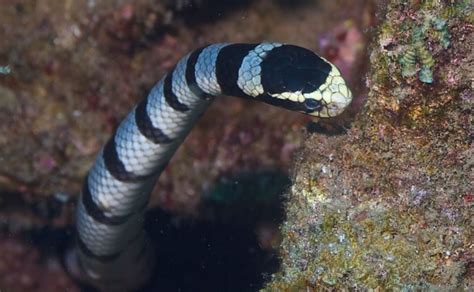 Sea Kraits - Ocean Animals