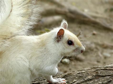 White Squirrel, not an Albino Photograph by Lyuba Filatova - Fine Art ...