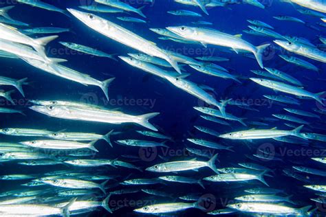 Barracuda Fish underwater 12208106 Stock Photo at Vecteezy