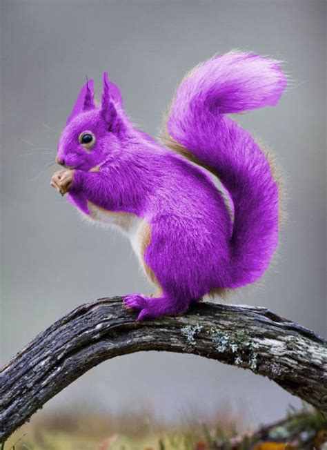 THE PURPLE SQUIRREL: HOW TO FIND OR BECOME ONE?