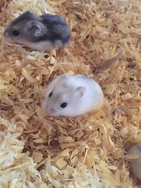 Baby dwarf hamsters | in Lisbellaw, County Fermanagh | Gumtree