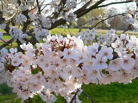 The Barnett Family: Flowering Cherry Tree