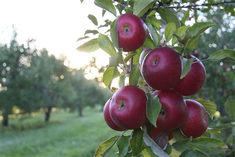 Yummy Red Apple Tree Wallpaper 1920x1280p - Apple Tree - 1920x1280 ...