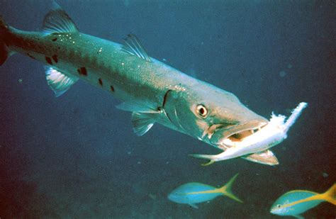 Great barracuda (Sphyraena barracuda)