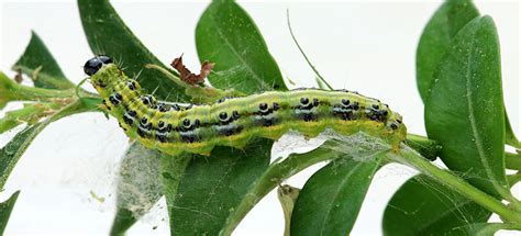 How to Get Rid of Box Tree Caterpillars | Fantastic Services